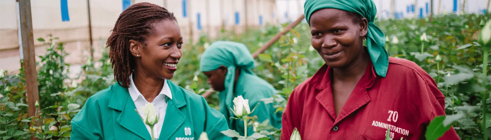 一群在种子公司工作的女性在白玫瑰园中工作