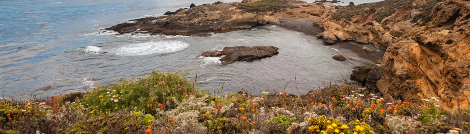 Point Lobos的照片