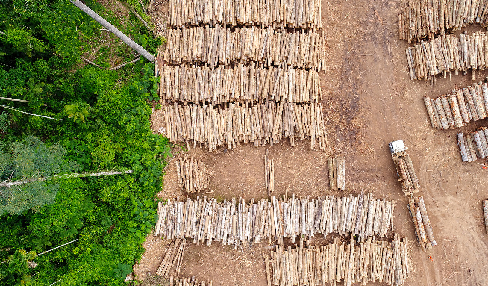 The edge of a green forest next to a large area with logged trees on the ground. Credit: iStock/Tarcisio Schnaider