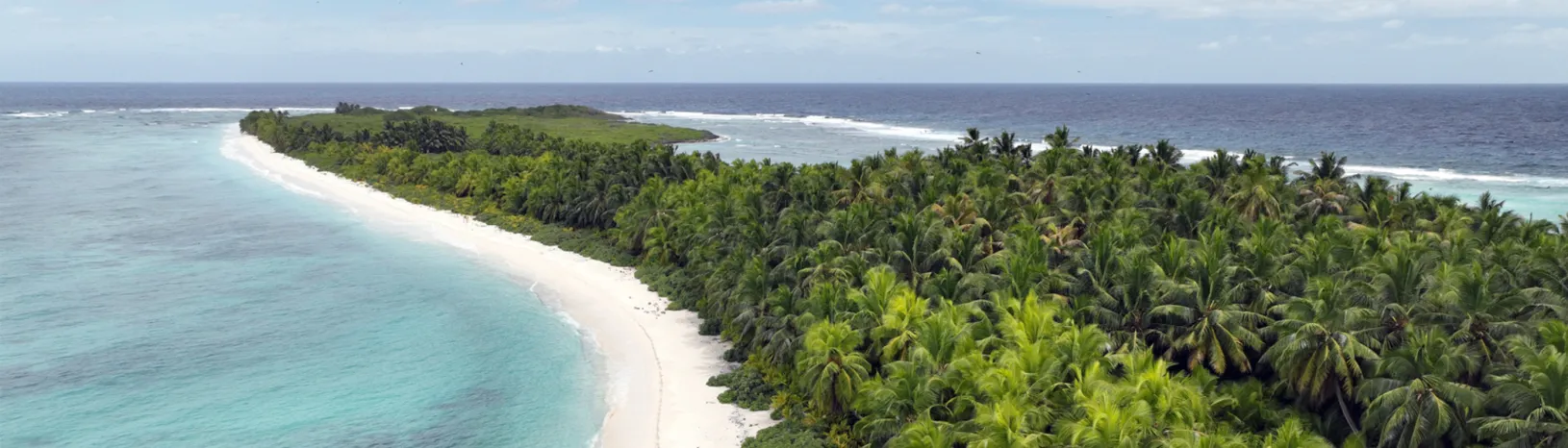 Hero Image of palm trees and ocean by Rob Dunbar