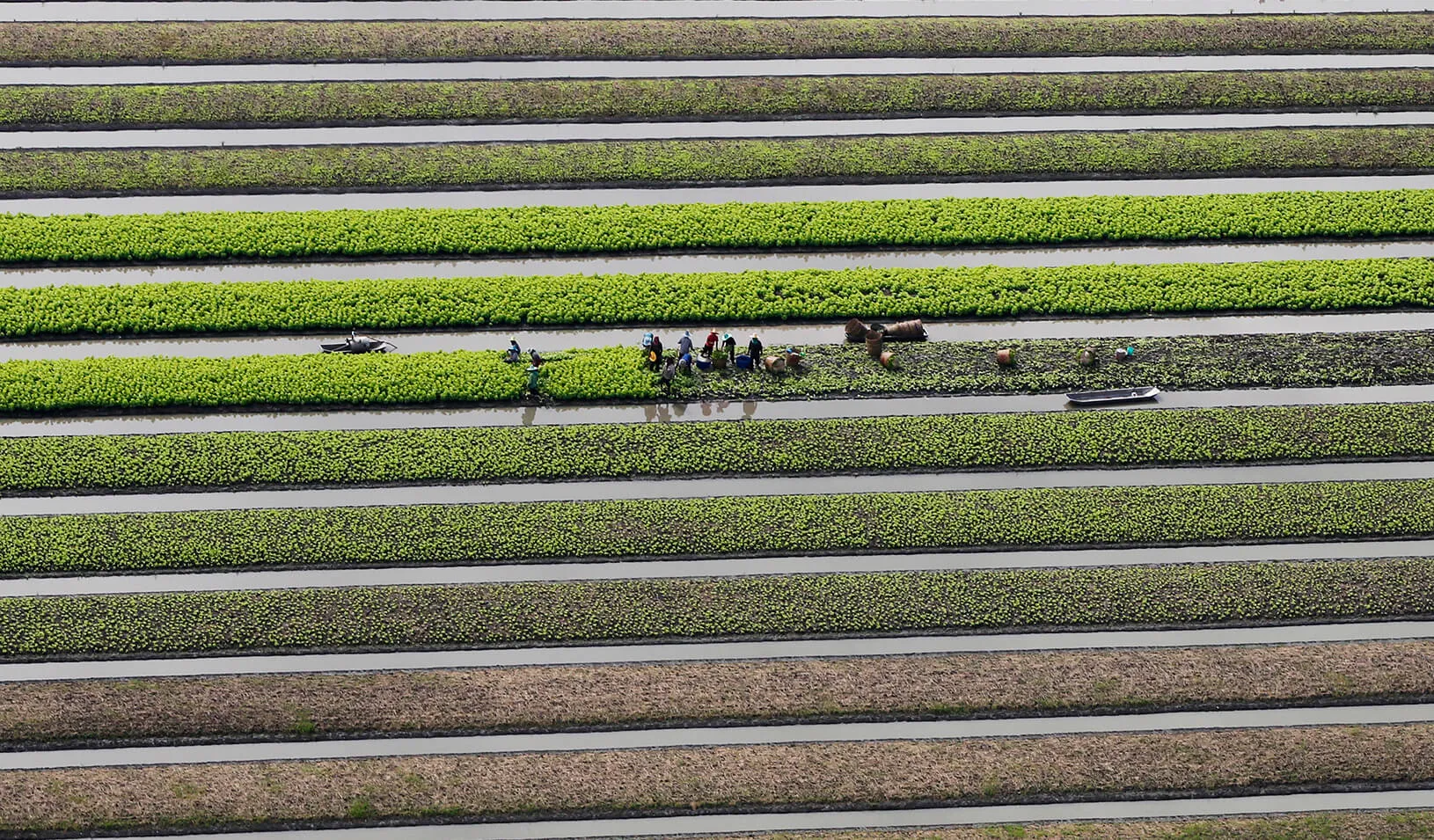 Farmers work in their vegetable field. | Reuters/Chaiwat Subprasom