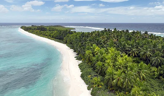 Image of palm trees and ocean by Rob Dunbar